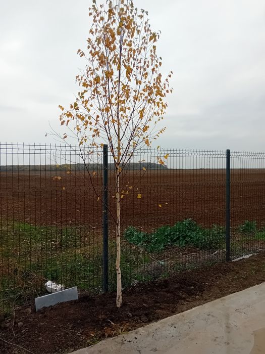 Vând mesteacăn alb ornamental diferite dimensiuni