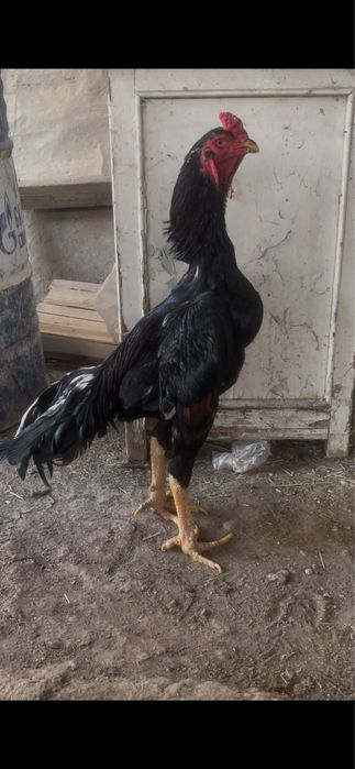 Yoshiga tolgan dakan joja sotiladi