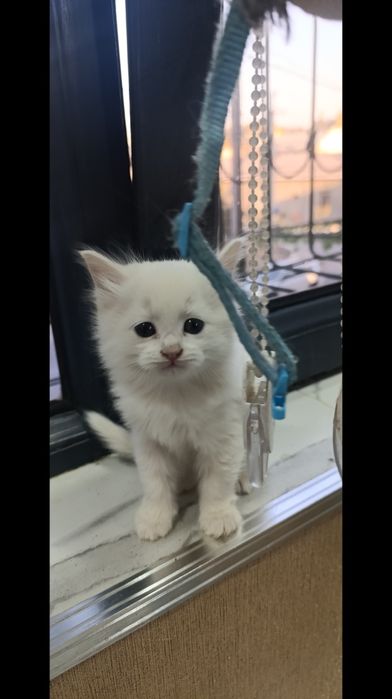 Сиамские и Турецкая ангора