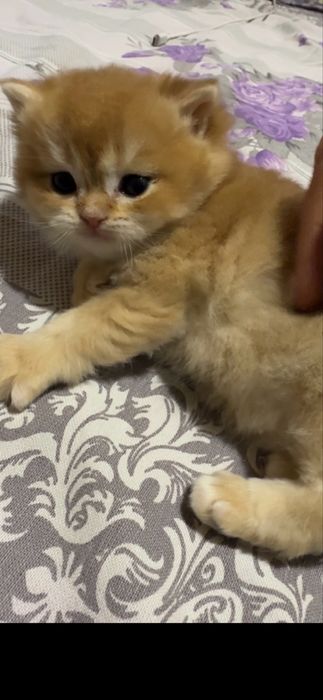 Продается чистокровный британец