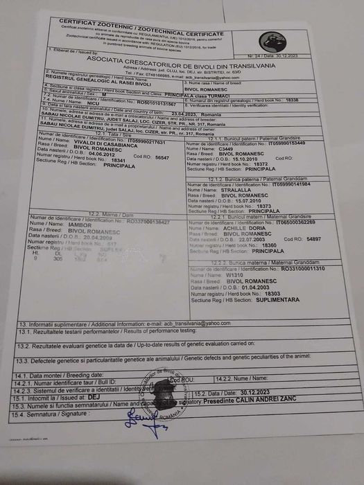 Vand tauri de bivol cu certificat de origine