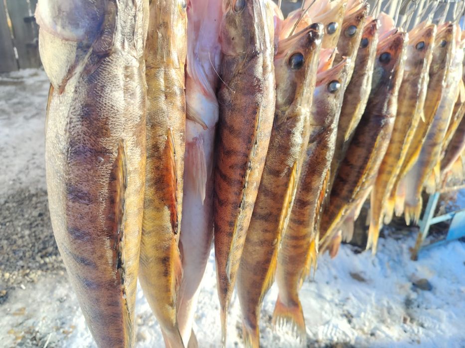 Судак в наличии чищенный потрошеный