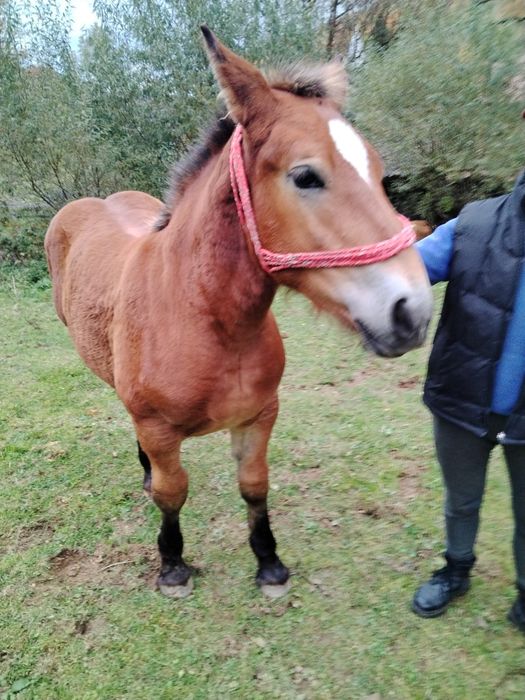 Vând mânză de patru luni