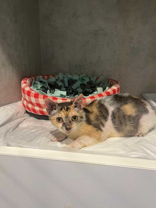 Pisicuta adoptie Iasi