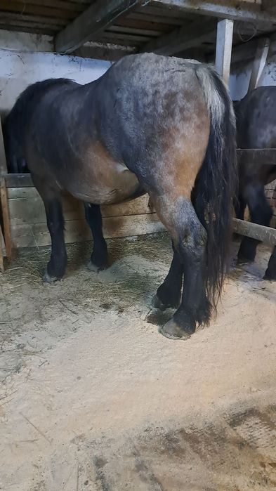 Vând iapa si mânză