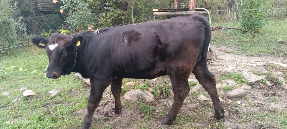 Vind vițea angus