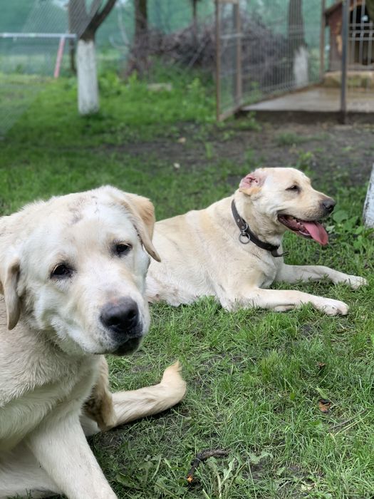 Donez Labradori