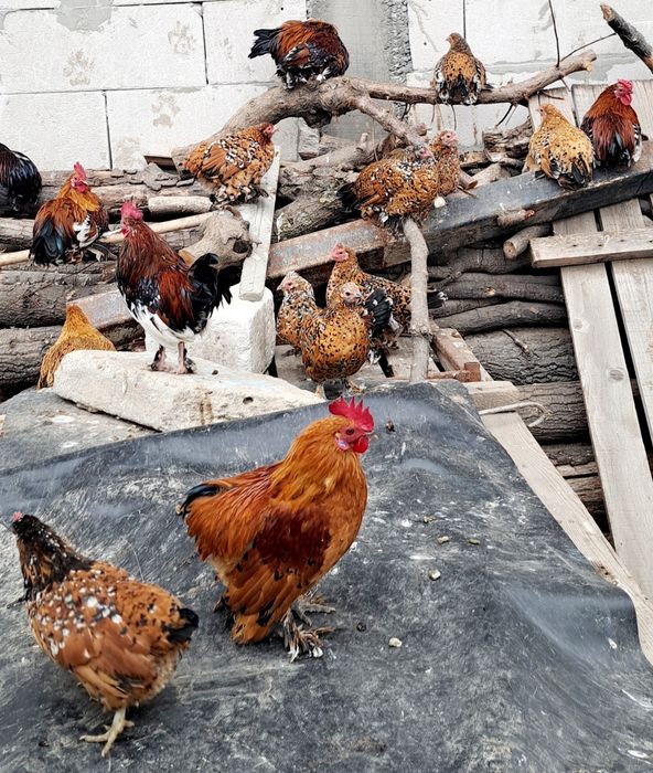 Gaini si cocosi pitici