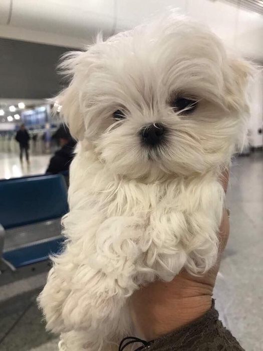 Bichon maltez mini toy