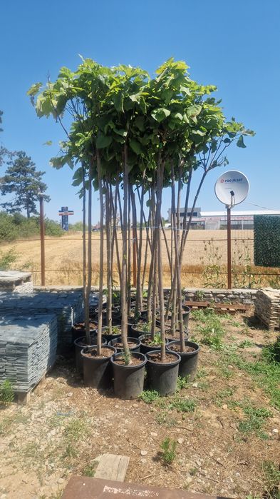 Catalpa  artar plante ornamentale