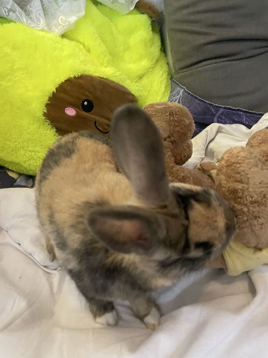 Декоративен заек