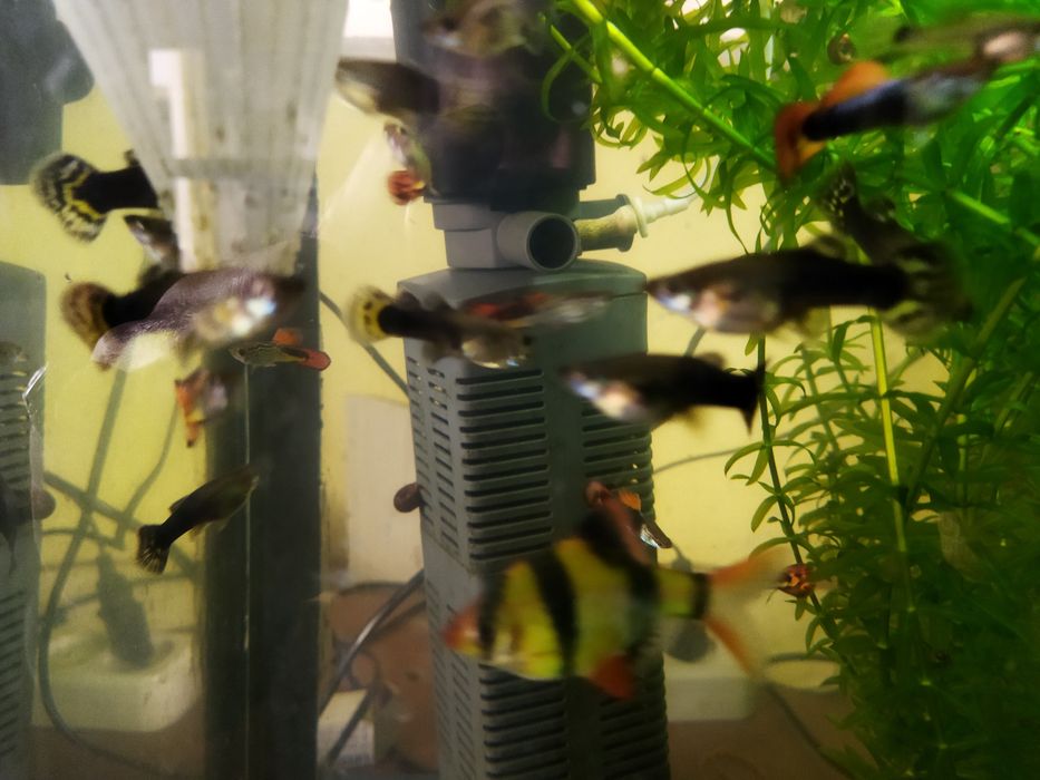 Продаются гуппи оптом молодые