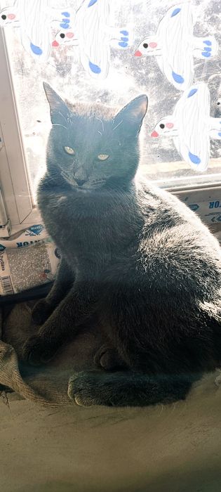 Пристраивается  породистый ( русская 6олубая) кастрированный котик 5 м