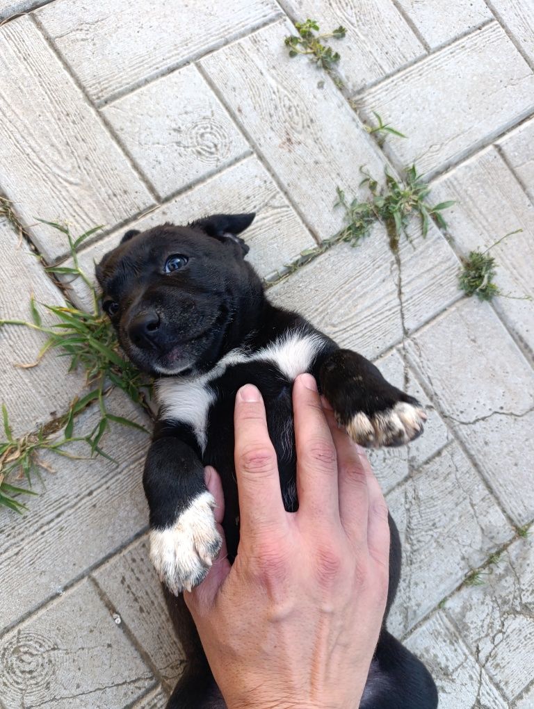 Adopție metis Labrador Amstaff