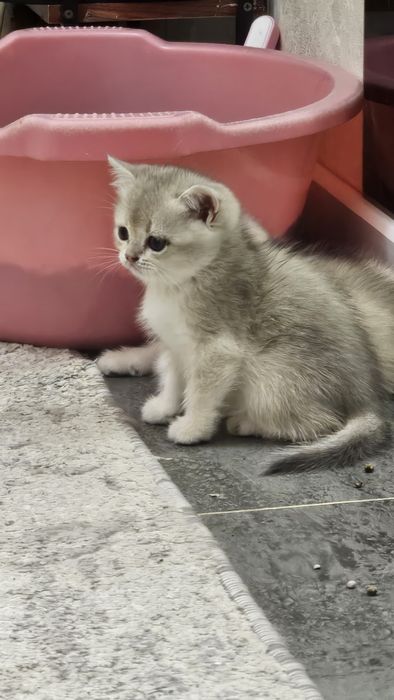 Британская золотая шиншила продаётся