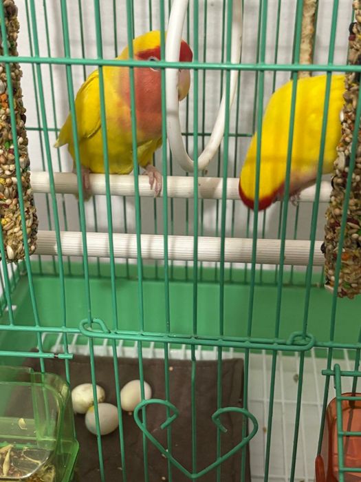 Хорошая рабочая пара