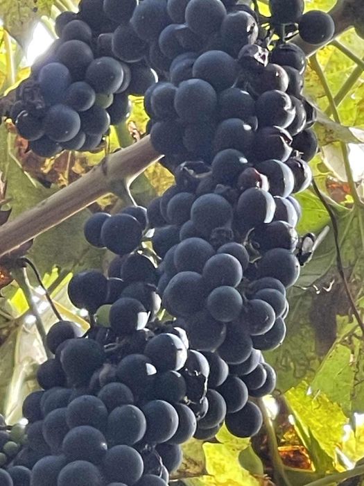 Vand struguri de vin
