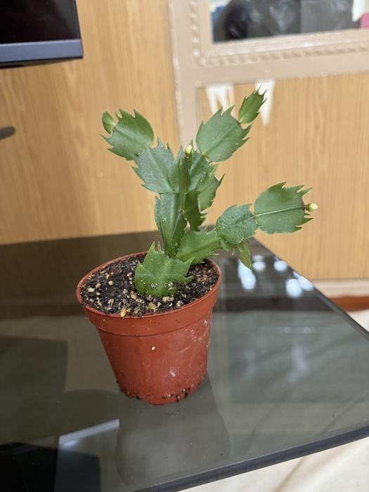 Шлюмбергер (декабристы)