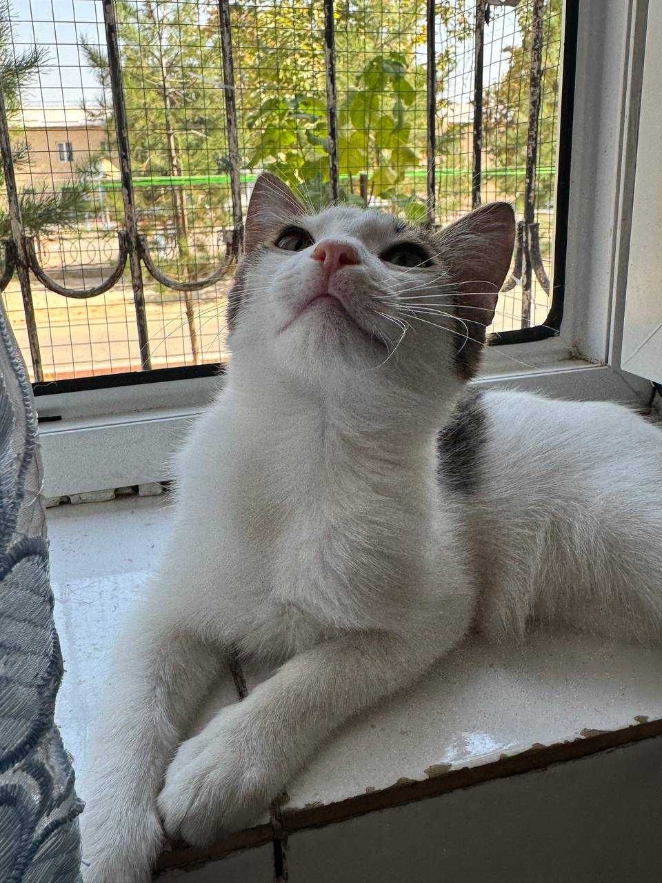 Красивый котенок мальчик