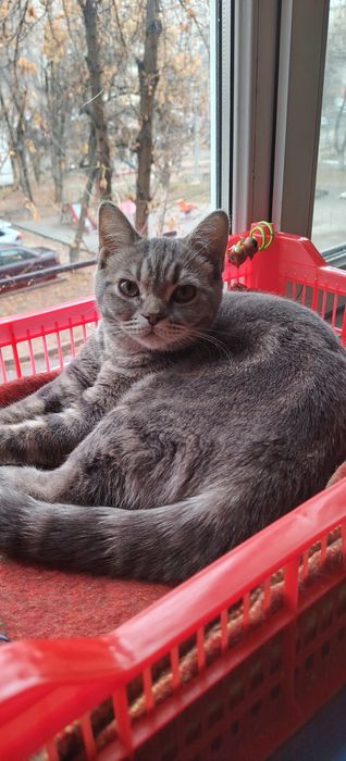 Отдам Скотиш страйт в добрые рукт