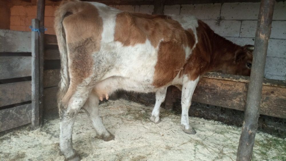 Vând vacă la alegere