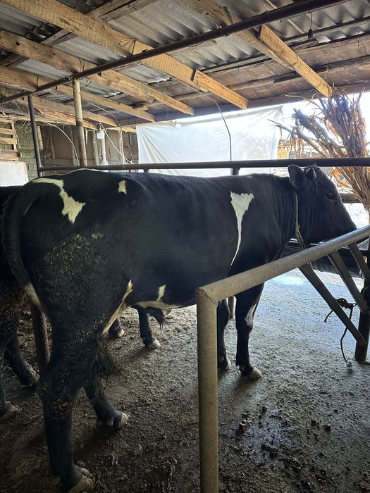 Buqa sotiladi 28 milyon kelishamiz yana