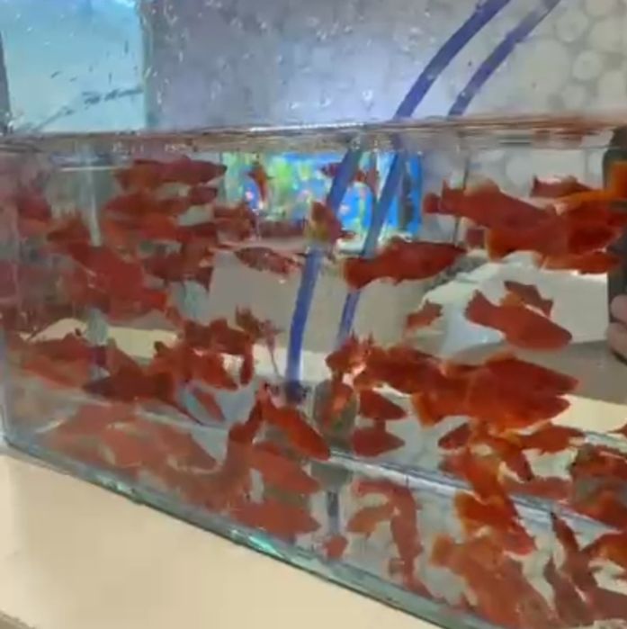 Продам меченосцы рубин