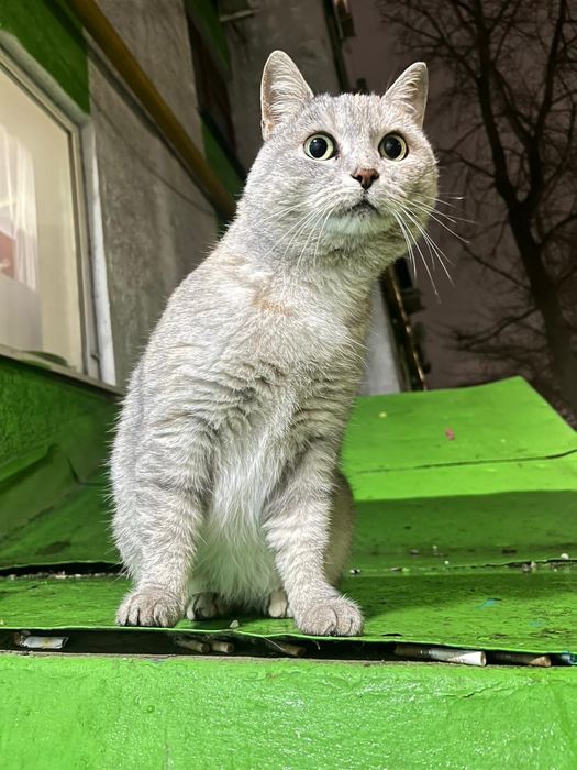 Отдам в добрые руки