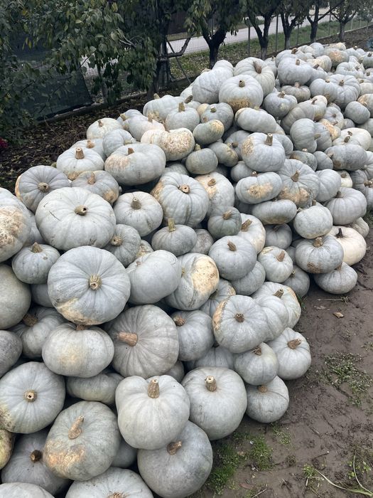 Dovlecii de Halloween si turcesti