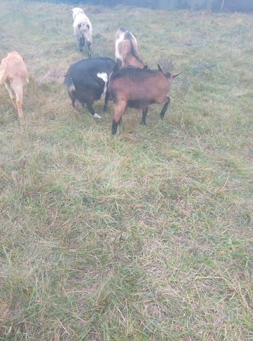 Capre de vânzare urgent