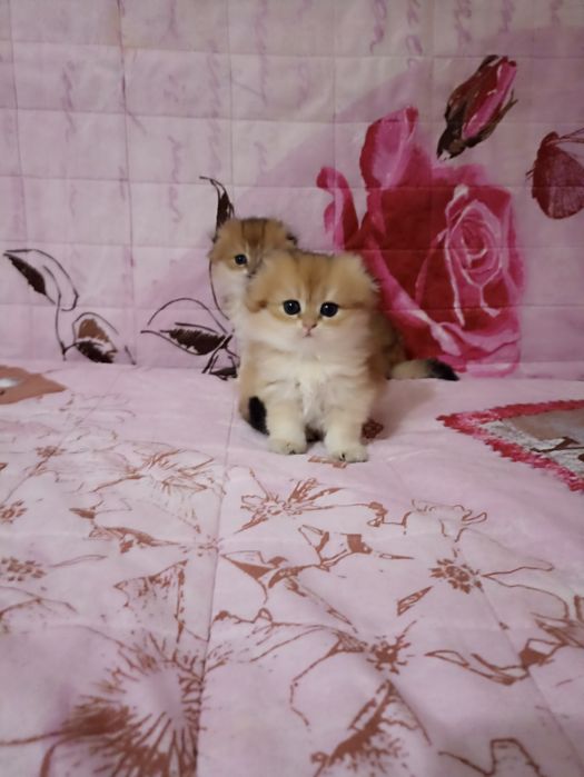 Хайленд скотиш фолд