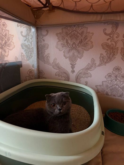 Shodlandskiy skottish fold 1yosh 7oy homlador 50/50