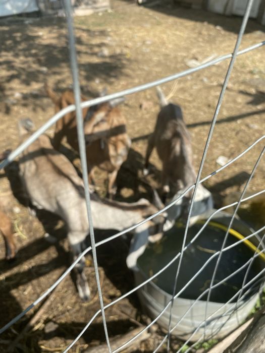 Tapi anglonubieni de vanzare!Cu varsta de 8 luni!