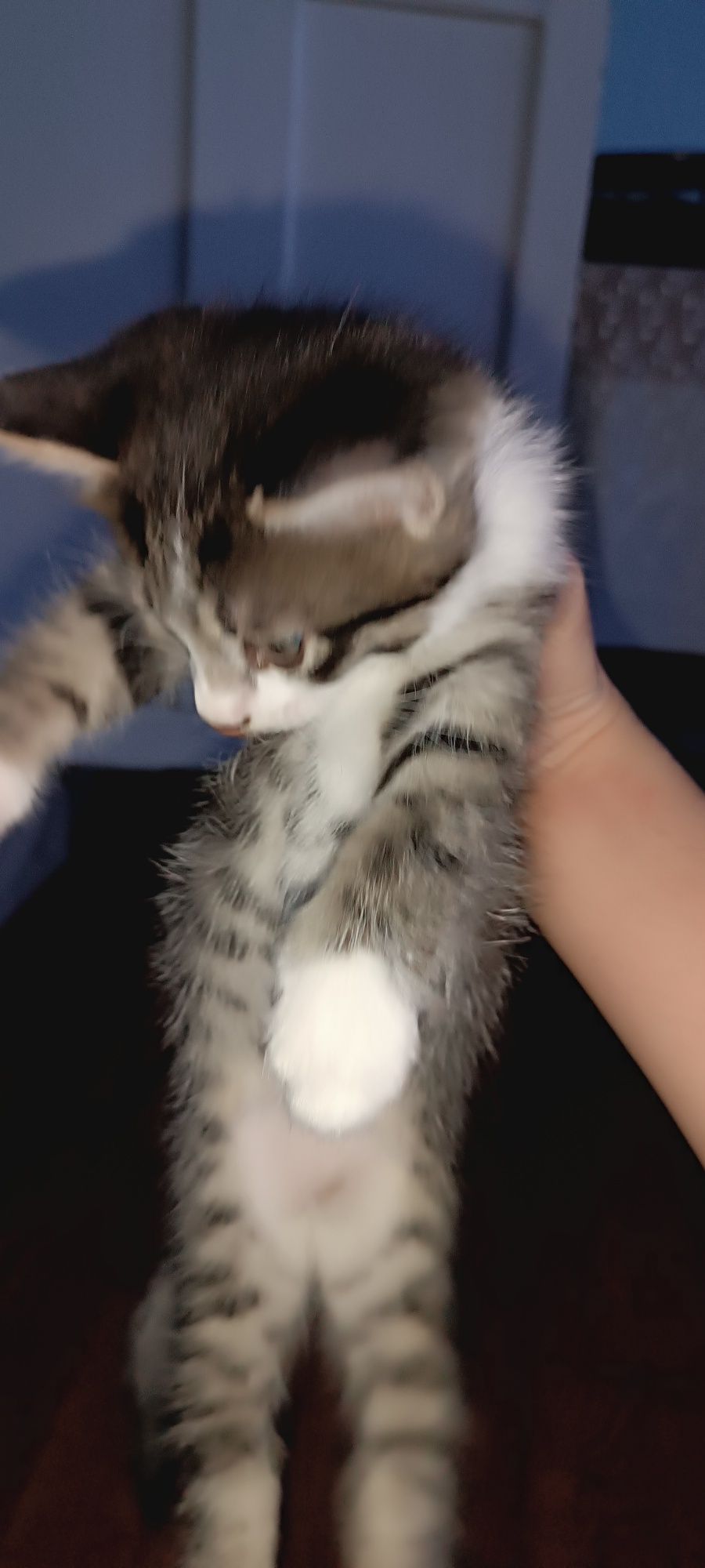Отдам котят в хорошие руки