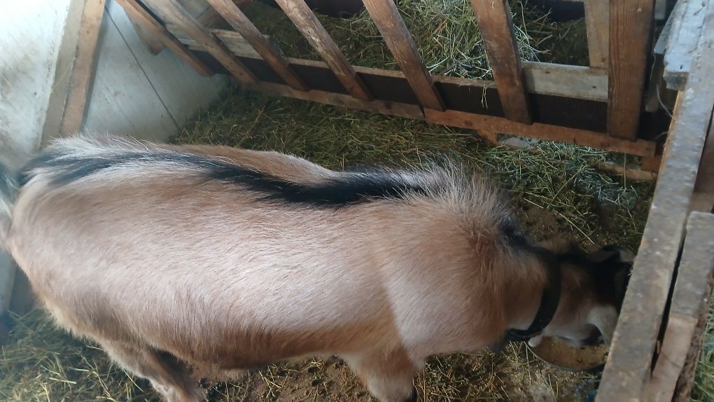 Metis anglonubiene