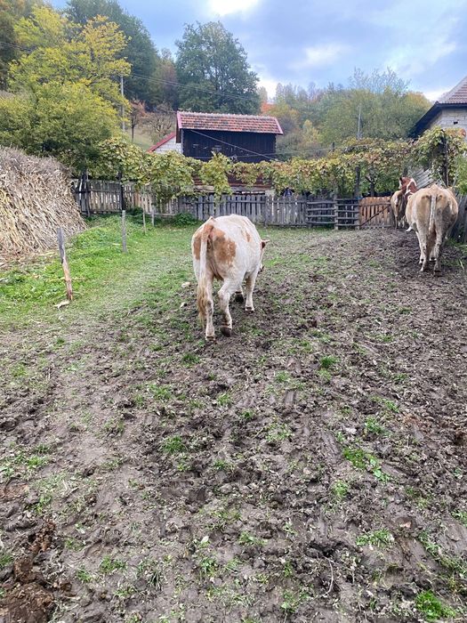 Vand vitel si juninca