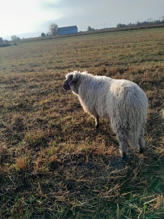De vanzare un berbec de carne de un an