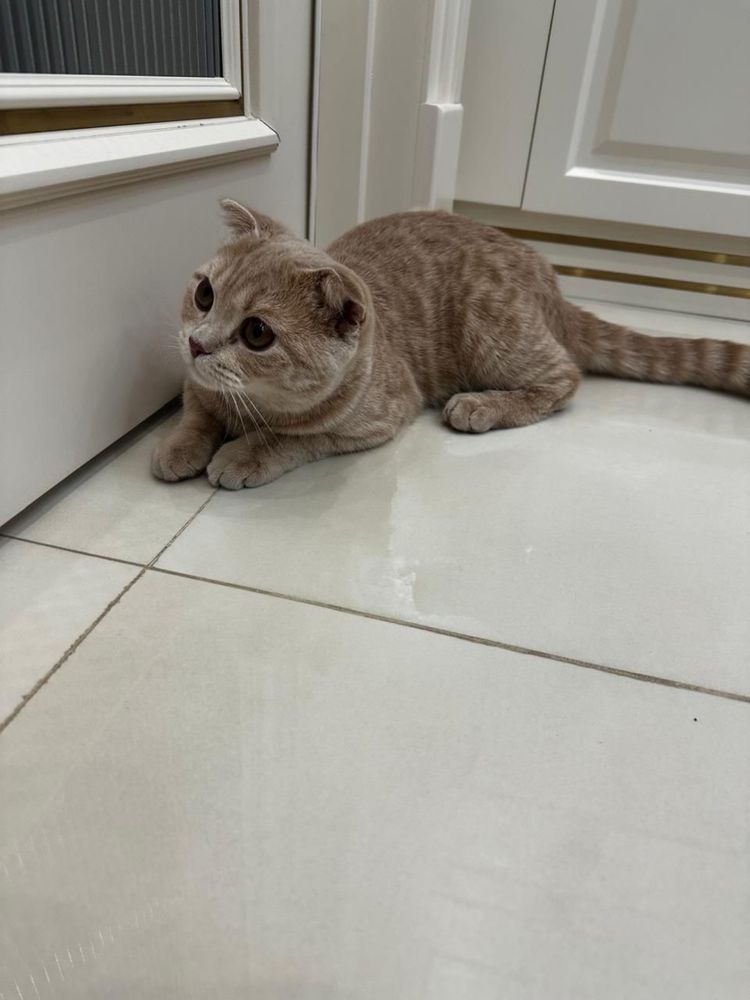 Шотландский вислоухий кот