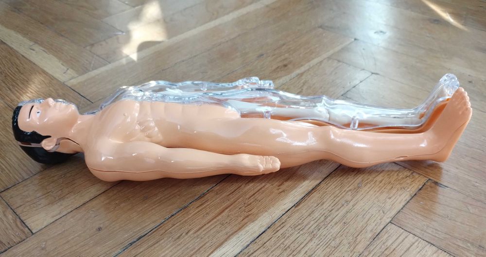 Образователна анатомична фигура - Човешко тяло 3D, 29.5см