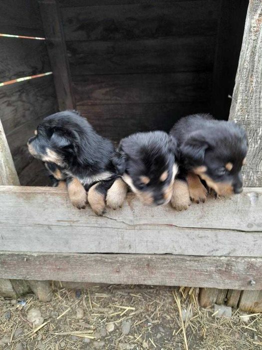 Adopta un catel jucausi si frumos