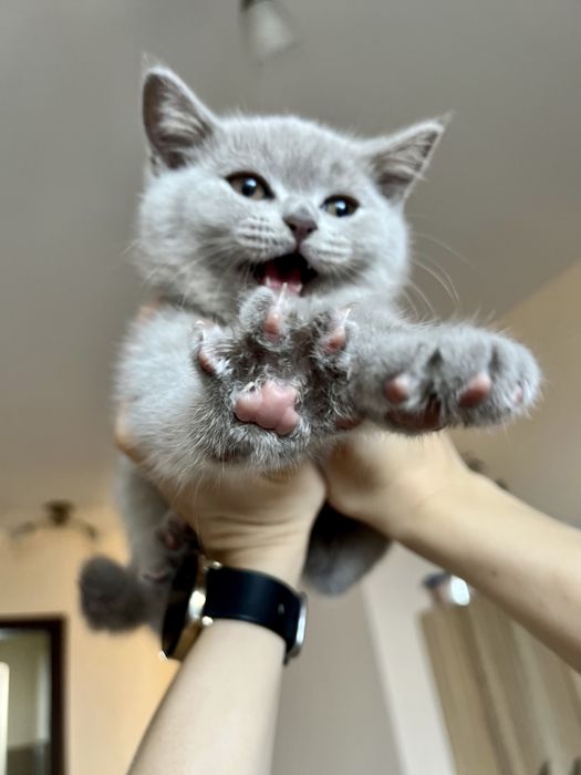 Британски късокосмести котета