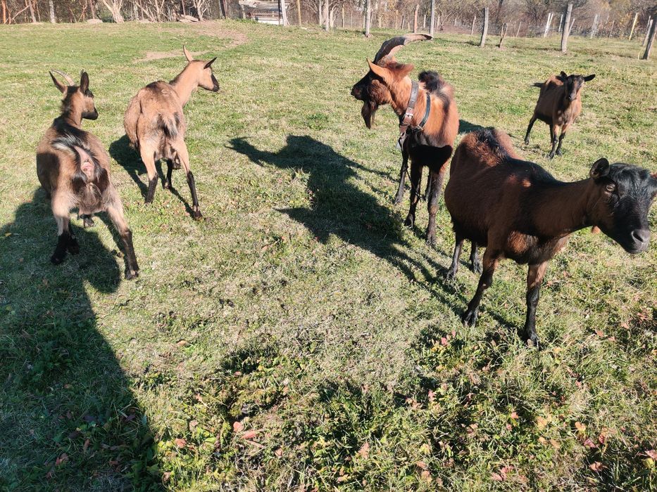 Vand Capre gestante!