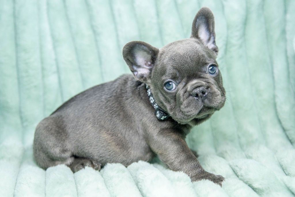 bulldog francez mini