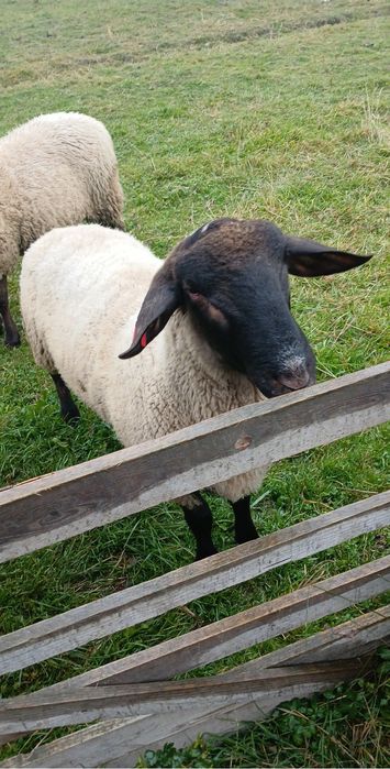 Schimb berbecut sau vand