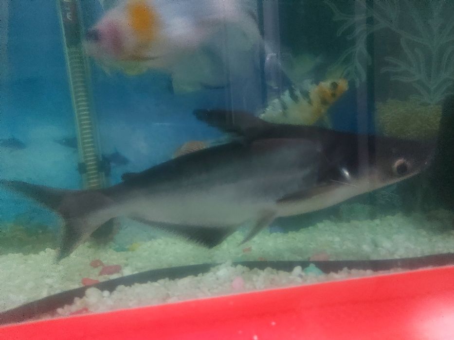 Акула мирный соглом