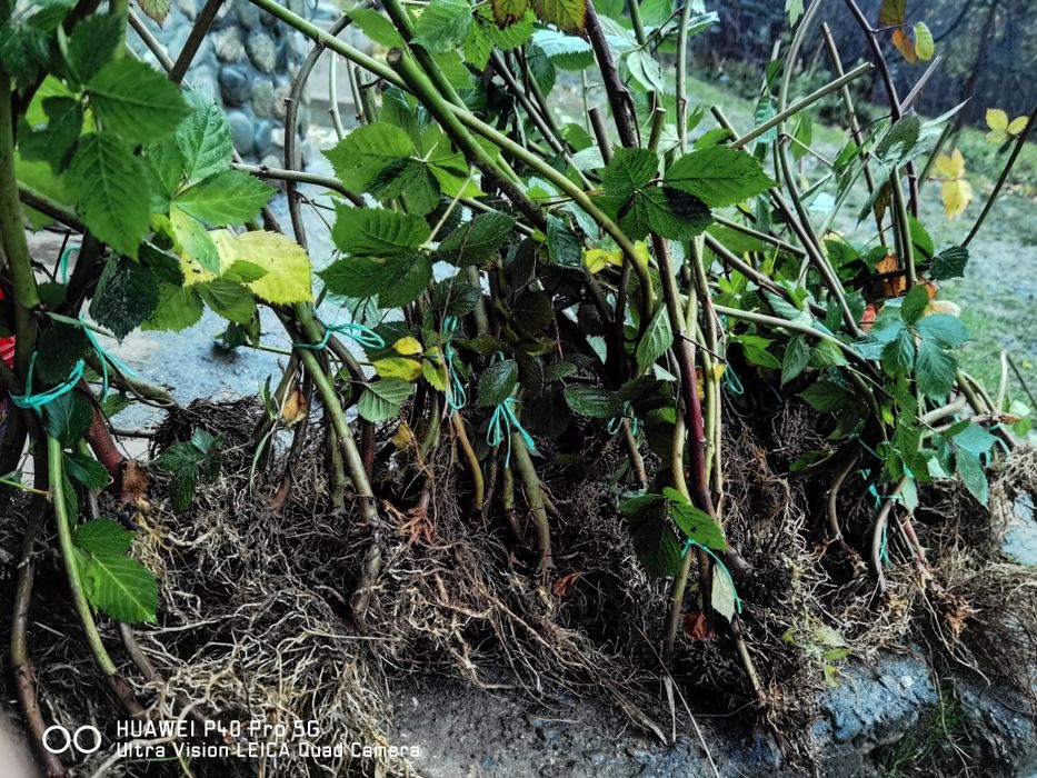 Butasi de mure trei soiuri