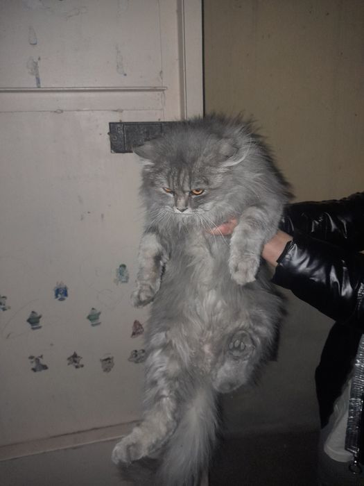 Ищем хозяев кошки...