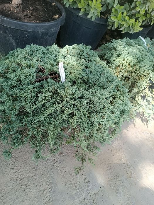 Gazon Ekamiz Lanshab qilamiz Archalarga shakil beramiz