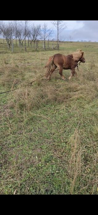 Vând ponei armăsar de 7 ani
