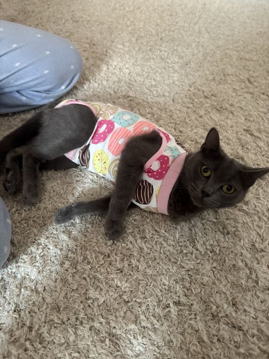 Camasa/ salopeta postoperator pisica